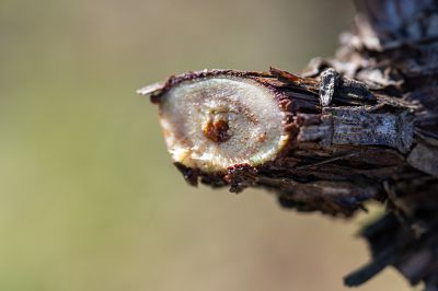 Les vignes : taille et pleurs - Domaine Dauvissat