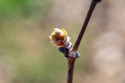 Les vignes : taille et pleurs - Domaine Dauvissat