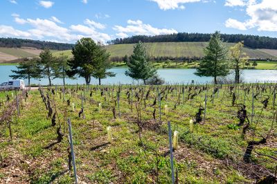 Les vignes : taille et pleurs - Domaine Dauvissat