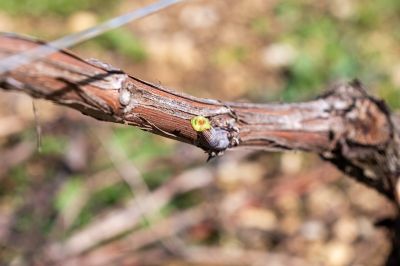 Les vignes : taille et pleurs - Domaine Dauvissat