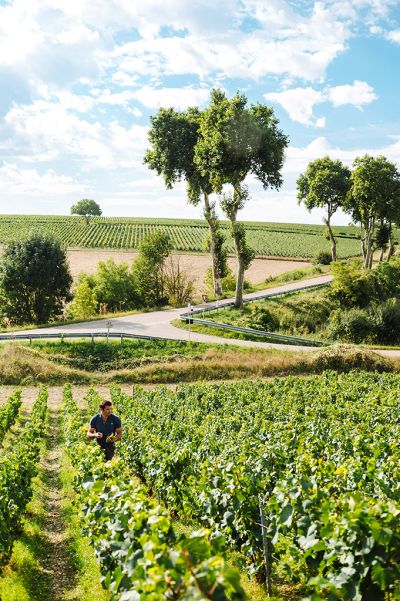 Les vignes : les vendanges - Domaine Dauvissat