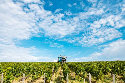 Les vignes : les vendanges - Domaine Dauvissat