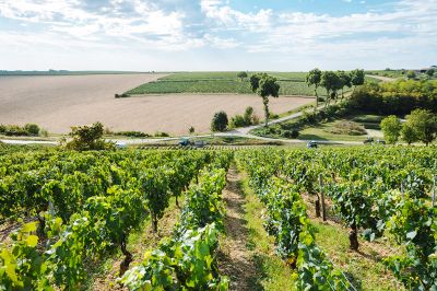 Les vignes : les vendanges - Domaine Dauvissat