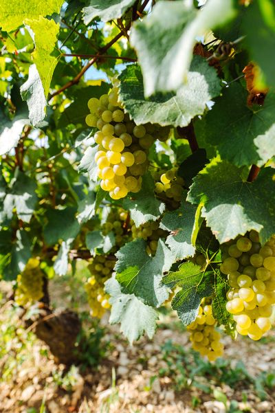 Les vignes : les vendanges - Domaine Dauvissat