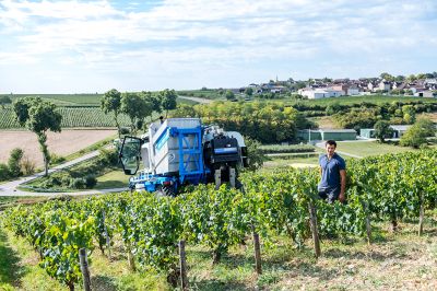 Les vignes : les vendanges - Domaine Dauvissat