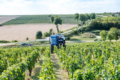 Les vignes : les vendanges - Domaine Dauvissat