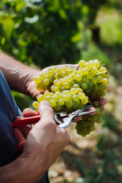 Les vignes : les vendanges - Domaine Dauvissat