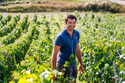 Les vignes : les vendanges - Domaine Dauvissat