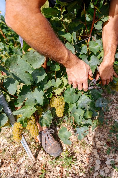 Les vignes : les vendanges - Domaine Dauvissat