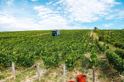 Les vignes : les vendanges - Domaine Dauvissat