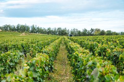 Les vignes : les vendanges - Domaine Dauvissat