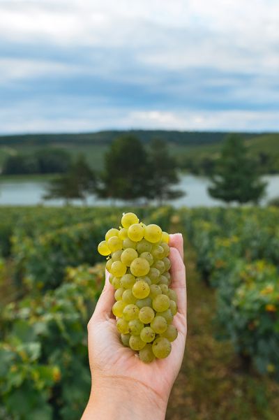 Les vignes : les vendanges - Domaine Dauvissat