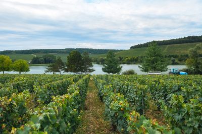 Les vignes : les vendanges - Domaine Dauvissat