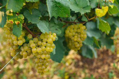 Les vignes : les vendanges - Domaine Dauvissat