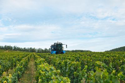 Les vignes : les vendanges - Domaine Dauvissat