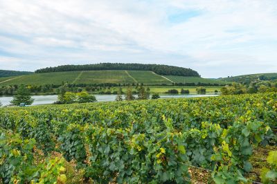 Les vignes : les vendanges - Domaine Dauvissat