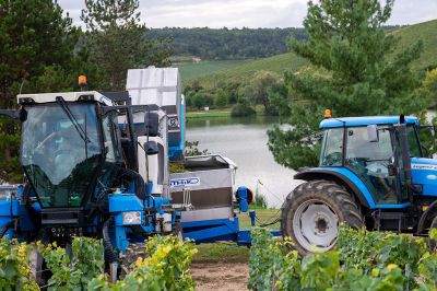 Les vignes : les vendanges - Domaine Dauvissat