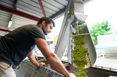 Les vignes : les vendanges - Domaine Dauvissat