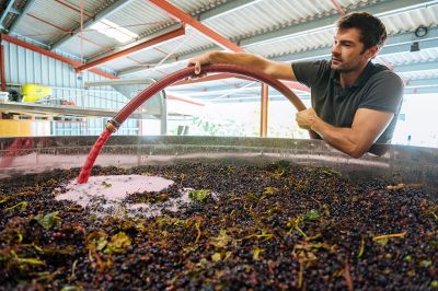 Les vignes : les vendanges - Domaine Dauvissat