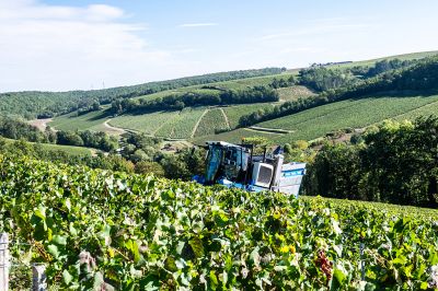 Les vignes : les vendanges - Domaine Dauvissat