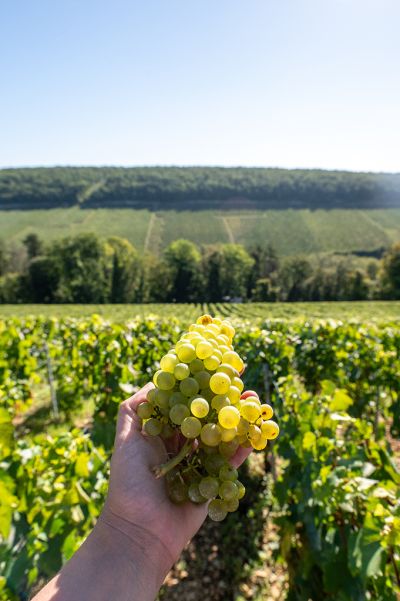 Les vignes : les vendanges - Domaine Dauvissat